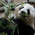 A close-up photo of a giant panda enjoying bamboo in a tranquil zoo setting.